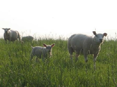 Moutons dans les prés